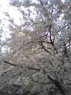 a0032405_0365956.jpg