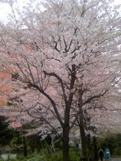 f0126417_2219773.jpg