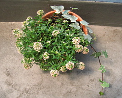 f0028125_122122.jpg