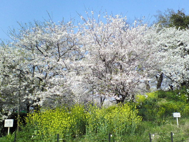e0064133_113892.jpg