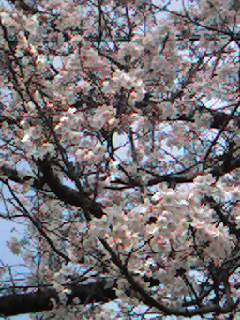 f0052337_20125385.jpg