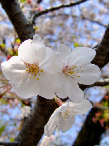 引いた風景写真から花のマクロ撮影まで!シーン別にコンパクトカメラで撮るポイント