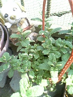 b0033441_13344026.jpg