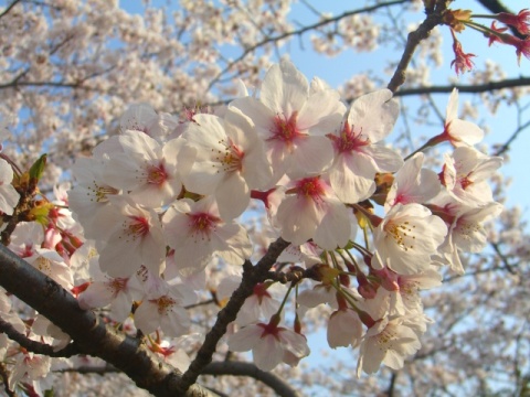 c0115145_11452383.jpg