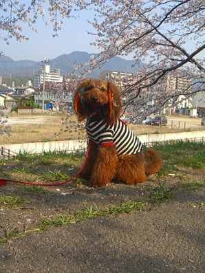 c0115145_1150027.jpg