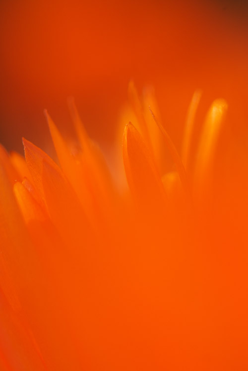 a0003746_16505315.jpg