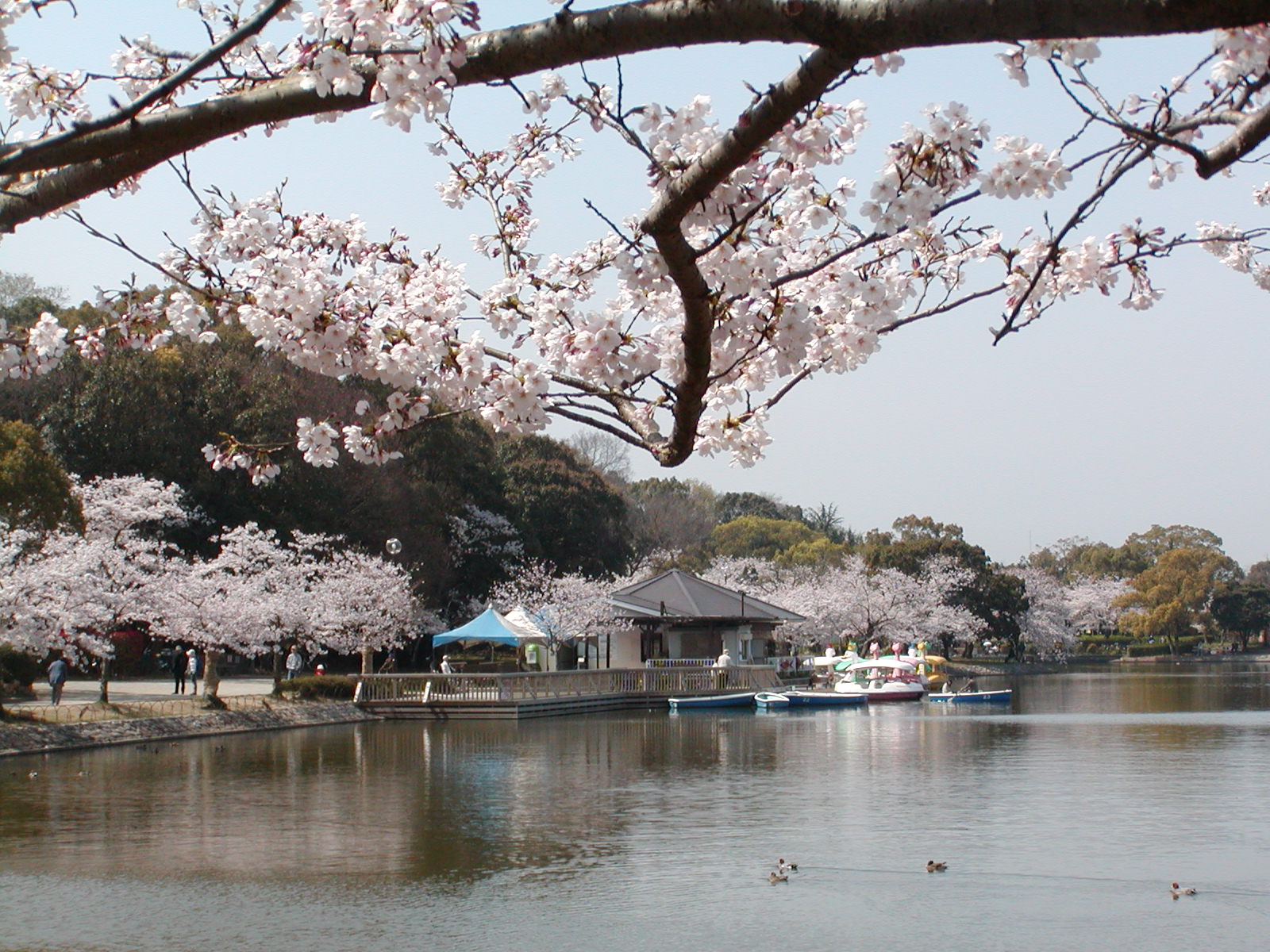 f0039446_12132499.jpg