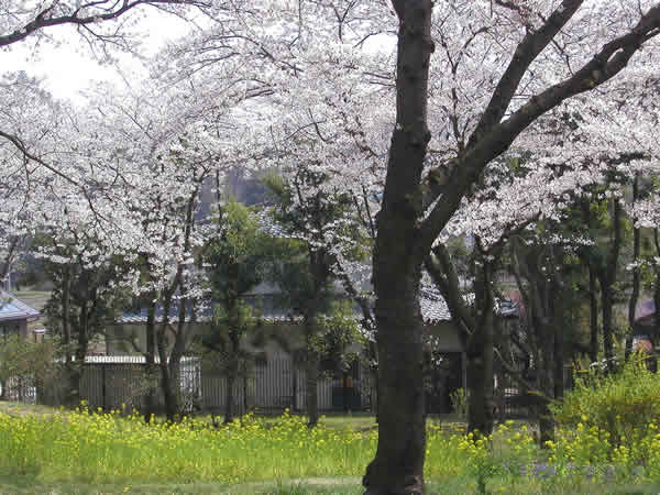e0043258_16442494.jpg