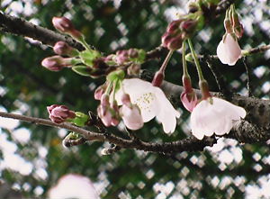 b0091866_23185442.jpg