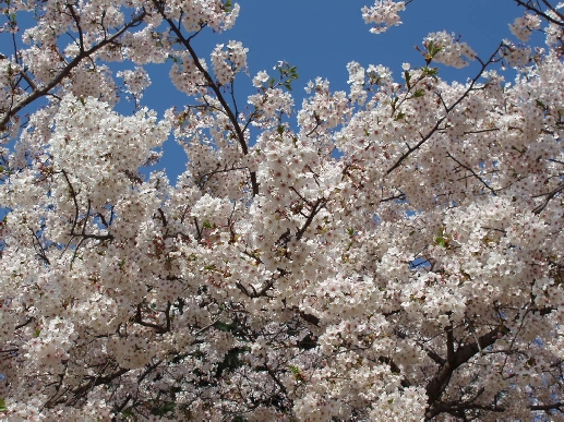 b0092475_19531053.jpg