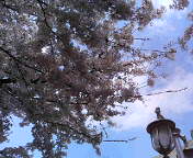 f0016981_216378.jpg