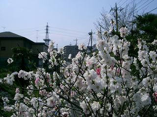 c0073987_1192567.jpg