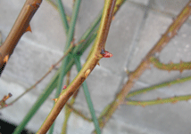 b0032694_2251376.gif