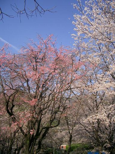 c0005619_22542535.jpg
