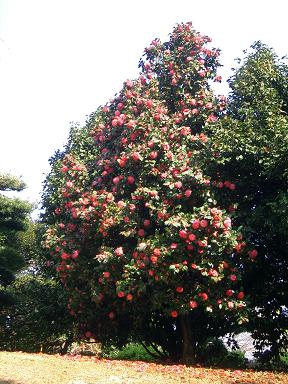 c0005619_23223682.jpg