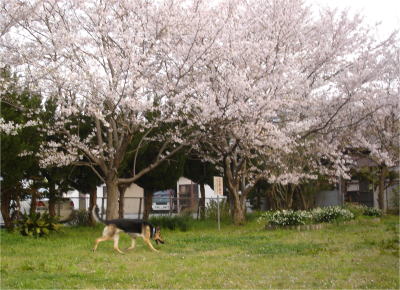 c0090220_9253337.jpg