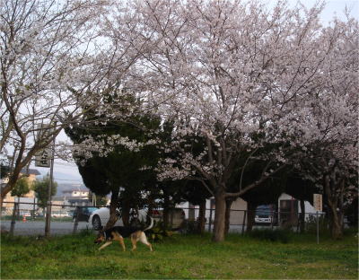 c0090220_9261131.jpg