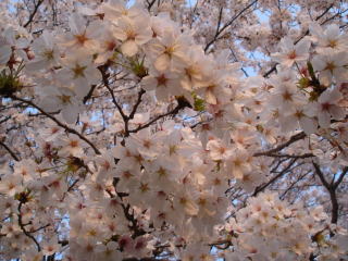 c0090220_9271329.jpg