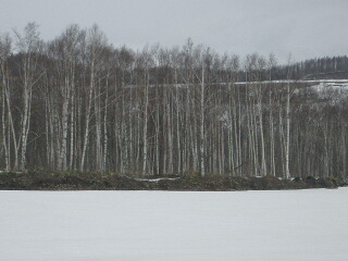 d0068023_1445432.jpg
