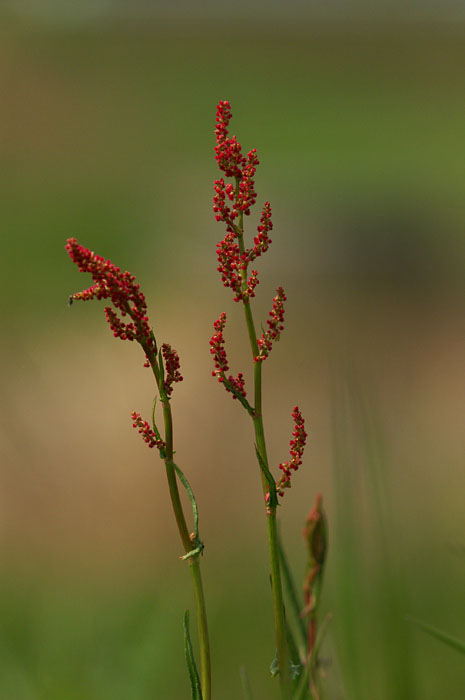 d0089024_1125237.jpg
