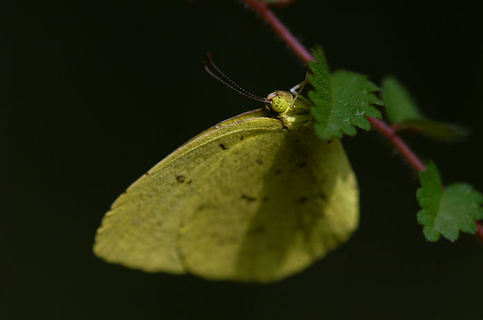 d0089024_1153919.jpg