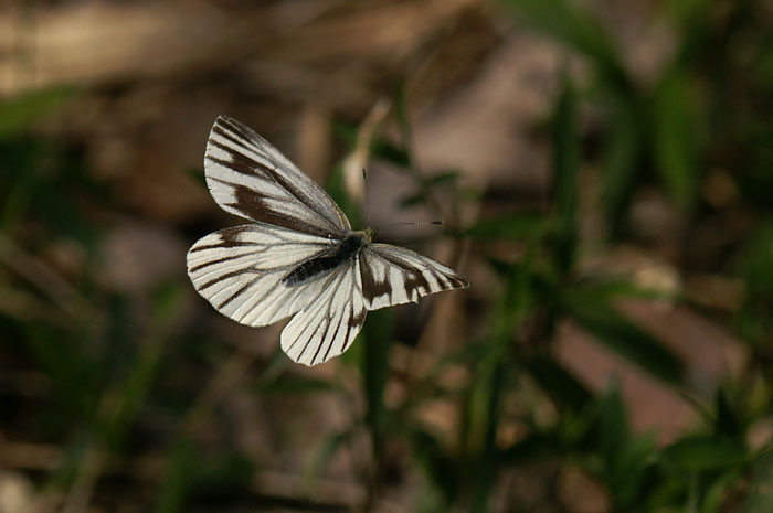 d0089024_18132.jpg