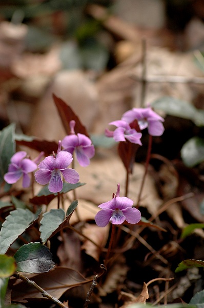 c0027027_1531346.jpg