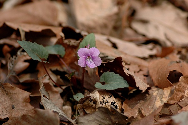 c0027027_1542175.jpg