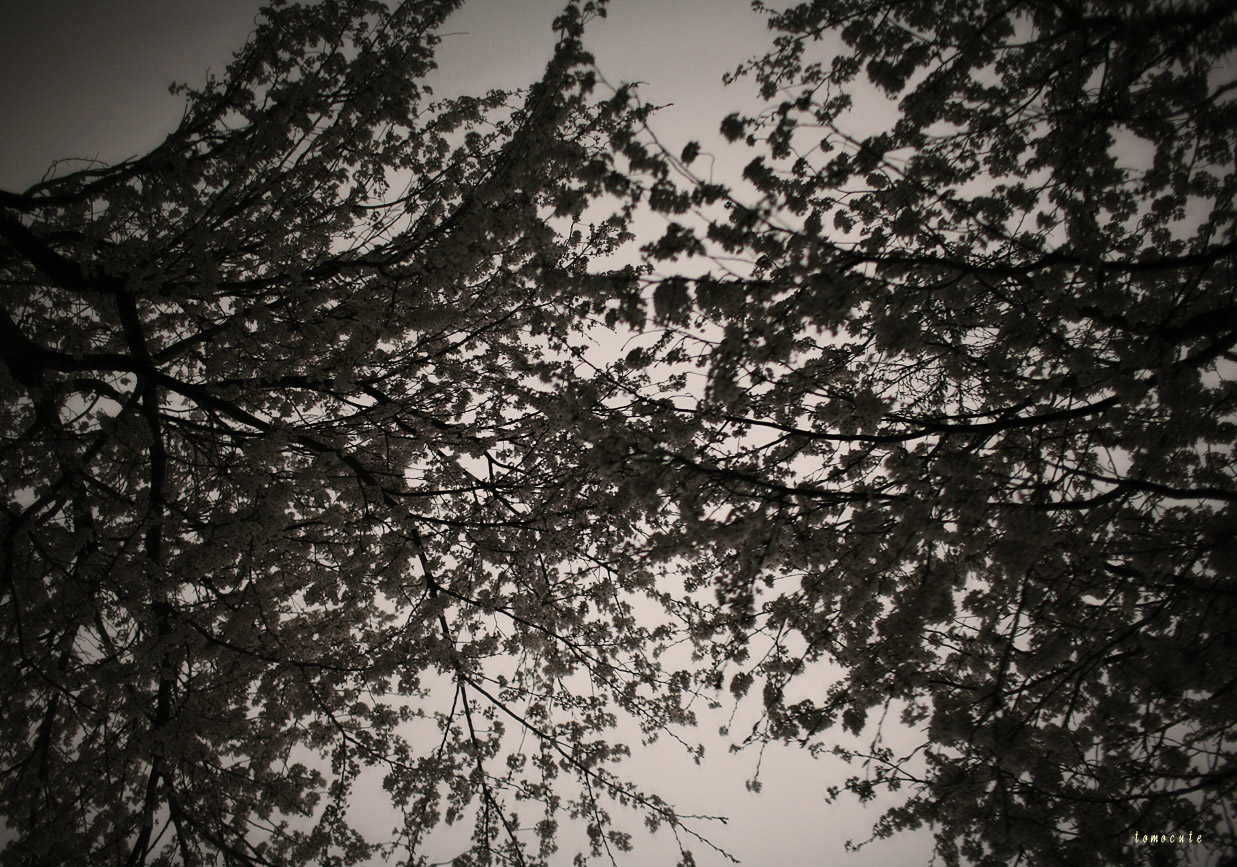 e0080128_1048519.jpg