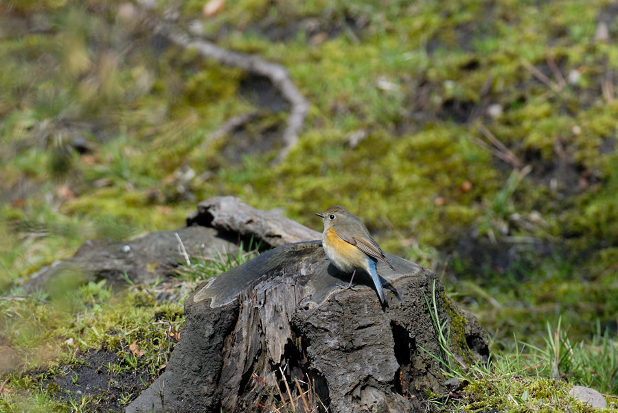a0039245_111438.jpg