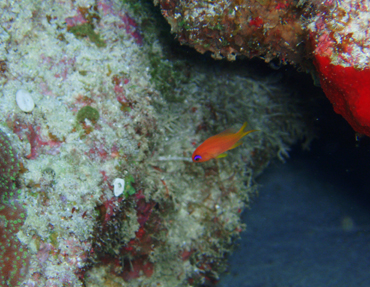 d0065247_200466.jpg