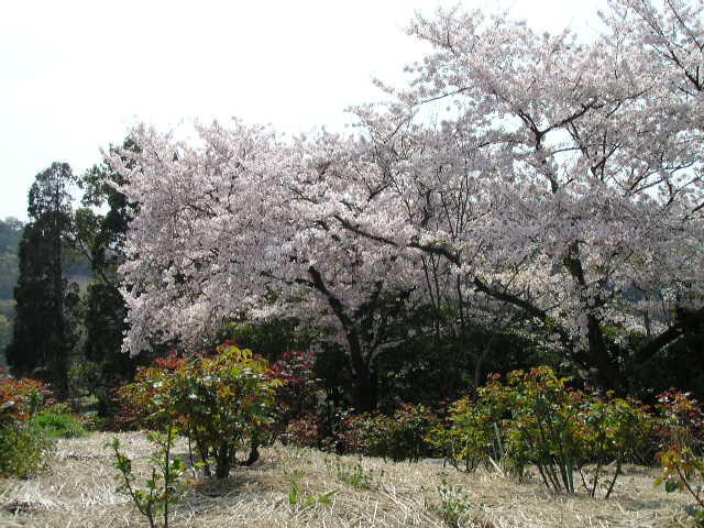 f0074659_23385861.jpg