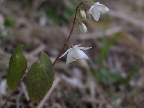 c0042869_174251100.jpg