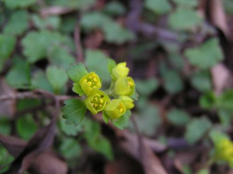 c0042869_1745739.jpg