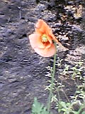 d0109373_20395449.jpg