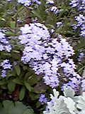 d0109373_2040319.jpg