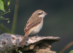 b0084378_1446921.jpg