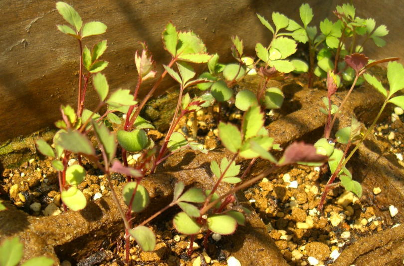 d0074978_2351626.jpg