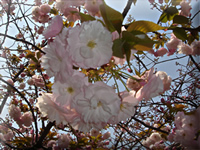 e0045847_9361842.jpg