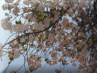 e0045847_9362652.jpg