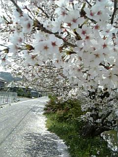 f0099147_1240435.jpg