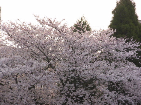 a0063364_0502761.jpg
