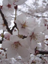 a0098690_1352429.jpg
