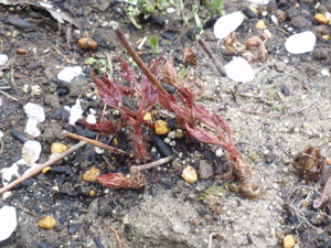 f0130894_2120583.jpg