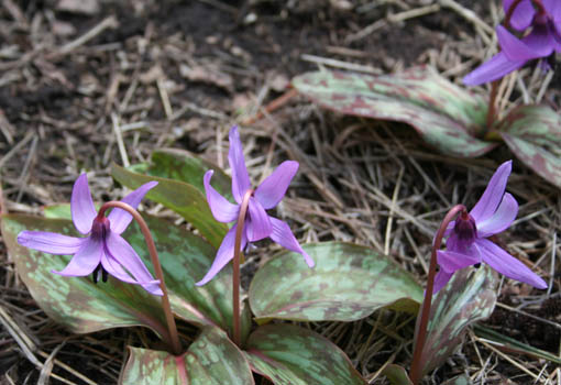 e0054299_8341820.jpg