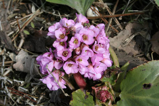 e0054299_8343120.jpg