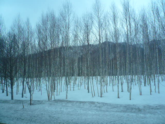 e0026017_232960.jpg