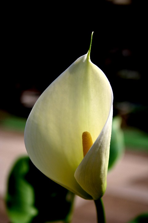 a0004023_6551715.jpg