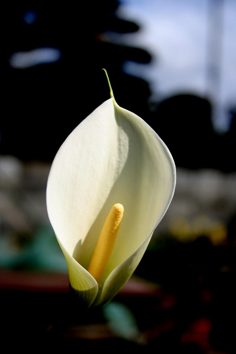 a0004023_6554914.jpg