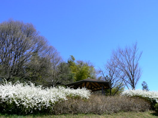 d0091754_2325788.jpg